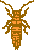 insect