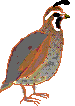 quail